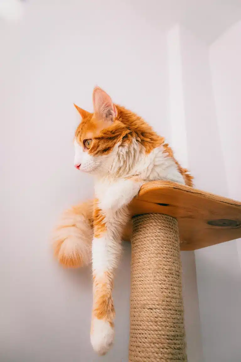 10 Ideias de Enriquecimento Ambiental para Gatos em Apartamentos Pequenos