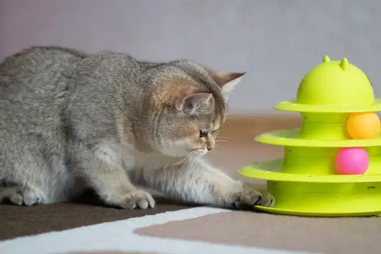 Atividades de Estímulo para Gatos Solitários: Como Reduzir o Estresse em Espaços Pequenos