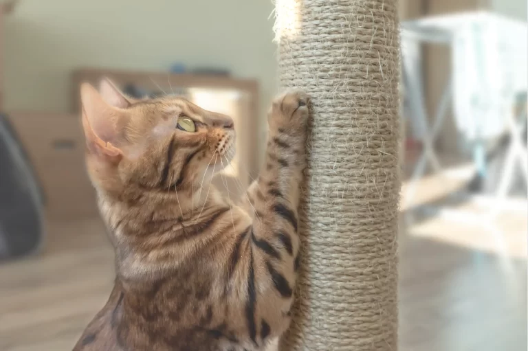 Enriquecimento de Arranhadura: Objetos Caseiros que Gatos Adoram Arranhar