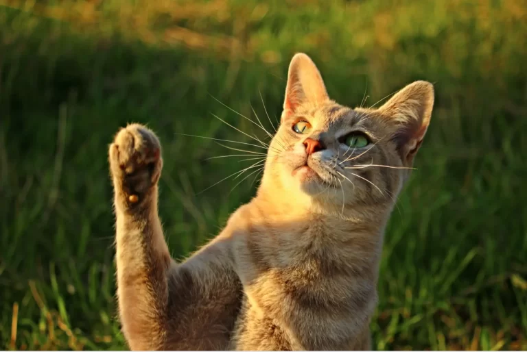 Como Estimular o Comportamento Natural de Caça do Gato com Brinquedos Sustentáveis