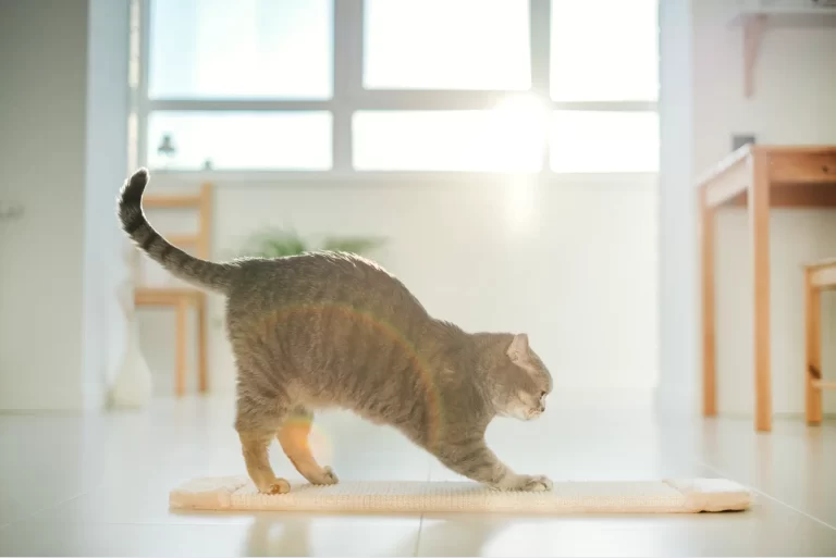 3 Ideias de Arranhadores DIY para Gatos em Ambientes Compactos