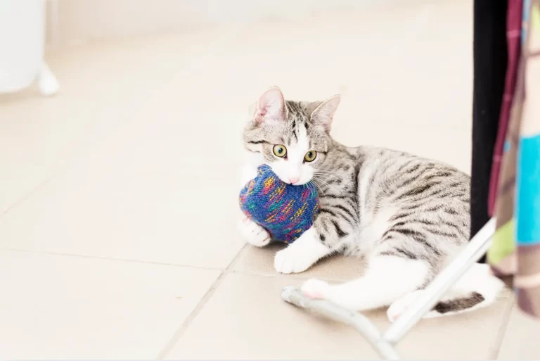 5 Brinquedos de Estímulo Sensorial para Gatos Feitos com Materiais Recicláveis