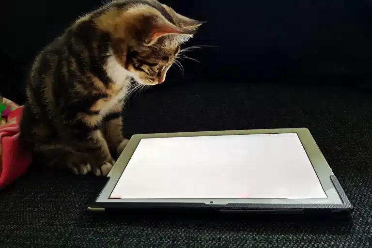 A Importância de Atrações Visuais para Gatos