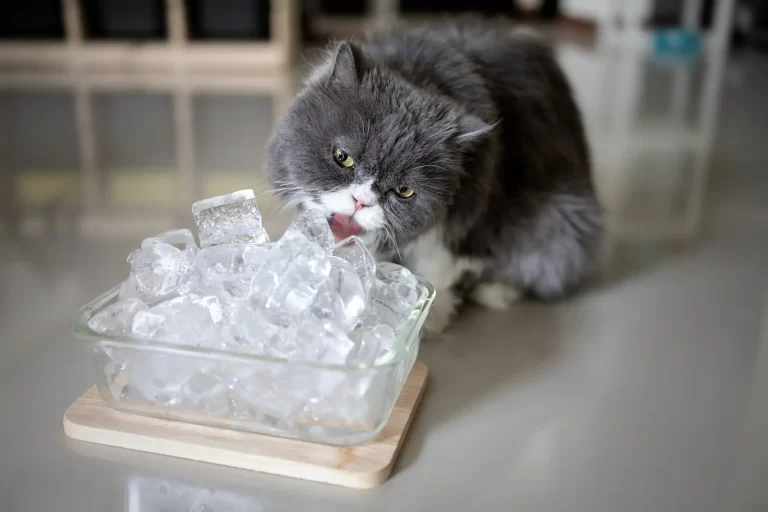 Brincadeiras que Envolvem Todos os Sentidos dos Gatos em Apartamentos