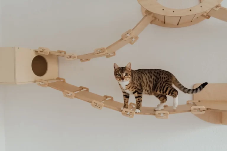 Prateleiras Criativas para Gatos: Otimizando Espaços em Apartamentos