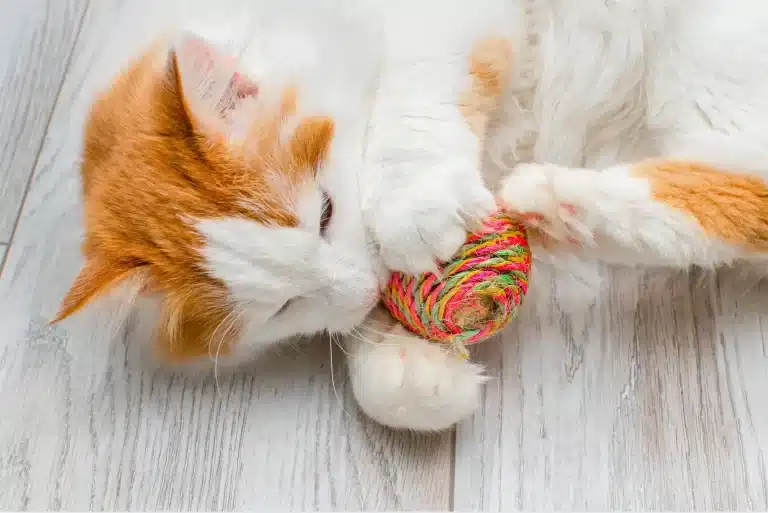 Guia Completo de Brinquedos para Gatos Idosos em Espaços Pequenos