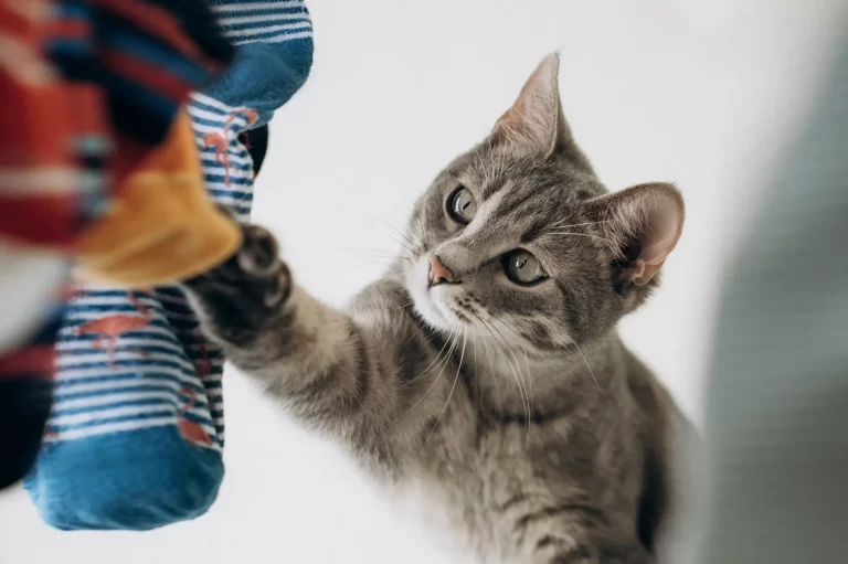 Transforme Restos de Roupas em Brinquedos para Gatos: Passo a Passo