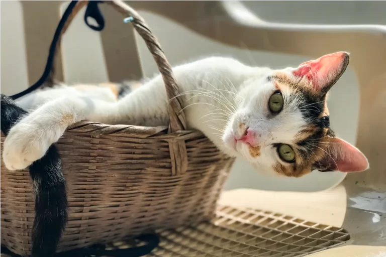 O Papel do Mobiliário no Enriquecimento Ambiental e no Comportamento dos Gatos