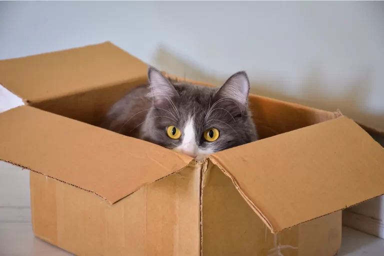 Brinquedos Personalizados para Gatos com Necessidades Comportamentais Específicas