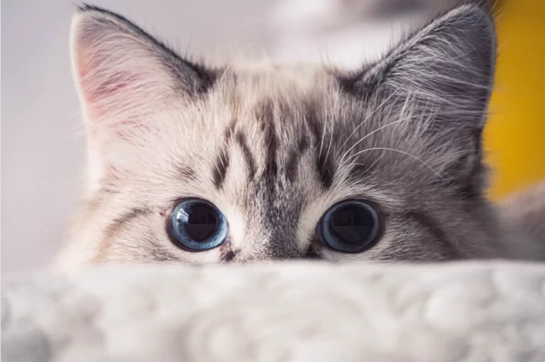 A Importância dos Jogos de Caça para o Comportamento Felino