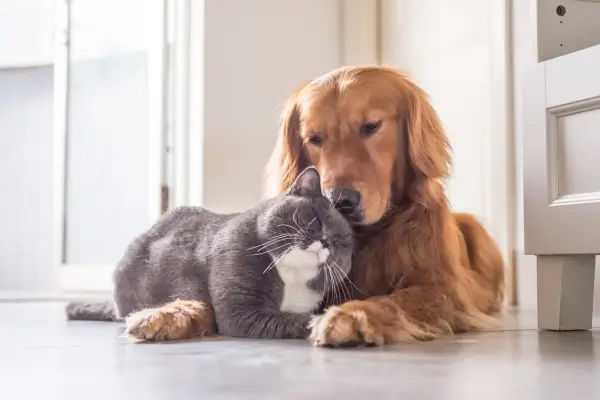 cachorro e gato juntos