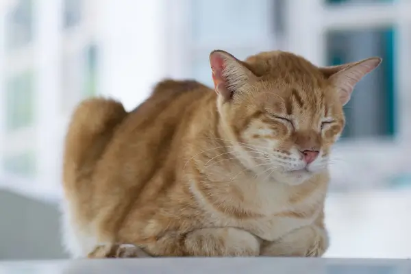 Meu gato não quer comer e só fica deitado: como ajudá-lo?